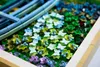 LEGO ART Claude Monet – Most nad jezírkem s lekníny, Sada Náhled obrázku produktu 27