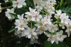 A close-up view of white flowers with green leaves. Voir les images du produit