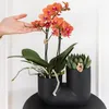 Kolibri Orchids | Set aus orangefarbener Bolzano-Orchidee Produktbild-Vorschau 3