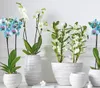 Dehner Traubenorchidee, üppige weiße Blüten, ca. 40-50 cm, Produktbild-Vorschau 3