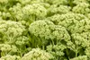 Sedum telephium 'Herbstfreude', Fetthenne, rosa Blüten, ca. Produktbild-Vorschau 2