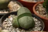 SAFLAX - živá žula - Pleiospilos nelii - 40 Semená - S Náhľad obrázku produktu 7