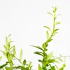 Bloomique - Aeschynanthus Mona Lisa - Lippenstiftpflanze - Produktbild-Vorschau 3
