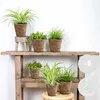 Bloomique - Lot de 6 - Plantes sans danger pour les animaux Voir les images du produit 2