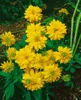 Rudbeckia laciniata 'Goldquelle', Sonnenhut, gelb, ca. Produktbild-Vorschau 2