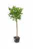 Arancio Citrus Sinensis Valencia 120-140 cm - arancio per Anteprima dell’immagine prodotto 1