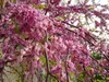 SAFLAX - Liebesbaum / Herzbaum - 60 Samen - Cercis Produktbild-Vorschau 6