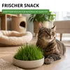 Katzengras  Samen - Avena sativa und Lolium perenne - Produktbild-Vorschau 6