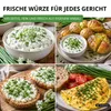 Schnittknoblauch Mehrjährig Samen - Allium tuberosum - Produktbild-Vorschau 9