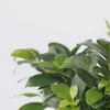 Bonsai - Ficus microcarpa - Wysokość 30-40cm - ⌀12cm Podgląd zdjęcia produktu 3