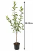 Apfelbaum Golden Delicious 100–120 cm – Malus domestica mit Produktbild-Vorschau 5