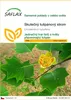 SAFLAX - Skutečný tulipánový strom - Liriodendron Náhled obrázku produktu 1