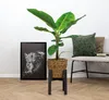 Bloomique - Musa Oriental Dwarf - Bananenpflanze - Produktbild-Vorschau 2