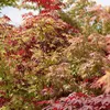 Bloomique - Acer Palmatum 'Festival' - Japanischer Ahorn - Produktbild-Vorschau 4