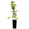 A potted plant with green leaves in a black pot against a white background. Produktbild-Vorschau
