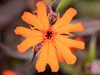 Lychnis x arkwrightii 'Orange Zwerg', leuchtend orange, ca. Produktbild-Vorschau 2