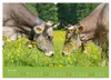 Allgäuer Rindvieh 2027 (Wandkalender 2027 DIN A2 quer), Produktbild-Vorschau 9