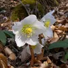 6 x Schwarze Nieswurz - Helleborus niger  | Topf 9x9 cm Produktbild-Vorschau 1