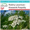 SAFLAX - Zestaw prezentowy - Krwawnik Pospolity - 200 Podgląd zdjęcia produktu 5