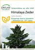 SAFLAX  - Cedro dell Himalaya - 35 semi - Cedrus Anteprima dell’immagine prodotto 10