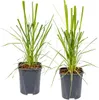2x Cortaderia 'Pumila' - Pampasgras - Ziergräser - Produktbild-Vorschau 1