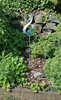 A solar-powered garden stake with a blue glass orb is placed in a garden bed surrounded by plants and rocks. Produktbild-Vorschau