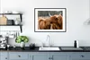 MuchoWow® Gerahmtes Poster Schottische Highlander - Tiere - Produktbild-Vorschau 4