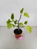 Ficus carica 'Black Mission' figovník, forma kríka, Náhľad obrázku produktu 3
