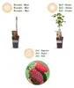 Green boutiQ - Fruitplant - Rubus log. Tayberry - Braamboos Voir les images du produit 4