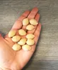 MY PASTA - Archi Rigati - Forma na cestoviny pre strojčeky Náhľad obrázku produktu 10
