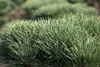 Pinus sylvestris 'Watereri', Kiefer, kompakt, 50–60 cm Produktbild-Vorschau 10
