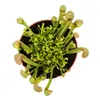 Rúrkovitá rastlina - Sarracenia psittacina Hybr. "Scarlett Náhľad obrázku produktu 4