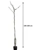Wisteria ‘Issai’ 180–200 cm – Winterharter Blauregen, Produktbild-Vorschau 5