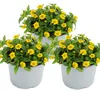 Husarenknöpfchen - gelb - Sanvitalia - 12cm - Set mit 3 Produktbild-Vorschau 2