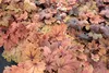 Stauden Gänge 1 x Heucherella Hybride 'Sweet Tea' im 1 Produktbild-Vorschau 4