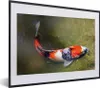 MuchoWow® MuchoWow® Gerahmtes Poster Ein Koi-Karpfen auf Produktbild-Vorschau 1
