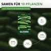 Salatgurke Tanja Samen - Cucumis sativus - Gurkensamen - Produktbild-Vorschau 3