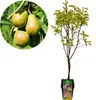 A pear tree sapling in a pot, with a close-up inset of pears on a branch. Produktbild-Vorschau