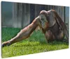 Wallario Premium Leinwandbild Sitzender Orang-Utan im Gras Produktbild-Vorschau 1