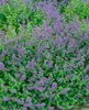 Nepeta x faassenii 'Six Hills Giant', Katzenminze, blau, Produktbild-Vorschau 3