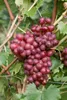Vitis vinifera 'Suffolk Red', Weinrebe, rot, 80–100 cm Produktbild-Vorschau 2