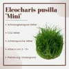 Aquarium Pflanze Eleocharis acicularis 'Mini' Tropica Produktbild-Vorschau 2