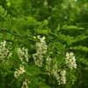 Robinia (Robinia pseudoacacia), witte acacia, hoogte 100 Productafbeelding-voorbeeld 5