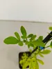 A close-up view of the leaves and stem of a small plant in a pot. Náhľad obrázku produktu