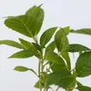 A close-up shot of green hydrangea leaves and stems against a white background. Produktbild-Vorschau