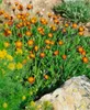 A close-up view of orange flowers with green foliage and a rock in the foreground. Produktbild-Vorschau