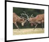 MuchoWow® MuchoWow® Gerahmtes Poster Hirsche - Geweihe - Produktbild-Vorschau 1