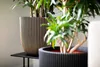 Two potted plants are shown in a home setting, one in a black ribbed planter and the other in a light-colored ribbed planter with vertical wood-like slats. Náhľad obrázku produktu