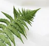 A single fern frond is laid out on a white background. Voir les images du produit