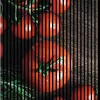 Akustikpaneele mit Digitaldruck Tomaten01 19 x 1133 x 1195 Produktbild-Vorschau 5